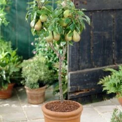 Mini Orchard Collection | Cherry, Pear & Plum Trees 14 Mini Orchard Collection | Cherry, Pear & Plum Trees -PlantHaven Store FRU0126 4 f7cf4d55 9ee1 4d19 bbf7 c29c16b27551
