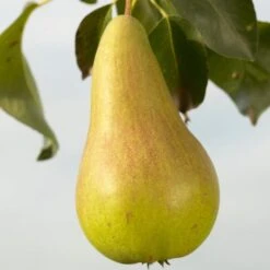 Concorde Pear Tree -PlantHaven Store FRU0130 1