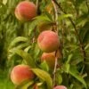 Peregrine Peach Tree