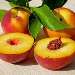 Peregrine Peach Tree -PlantHaven Store FRU0133 3