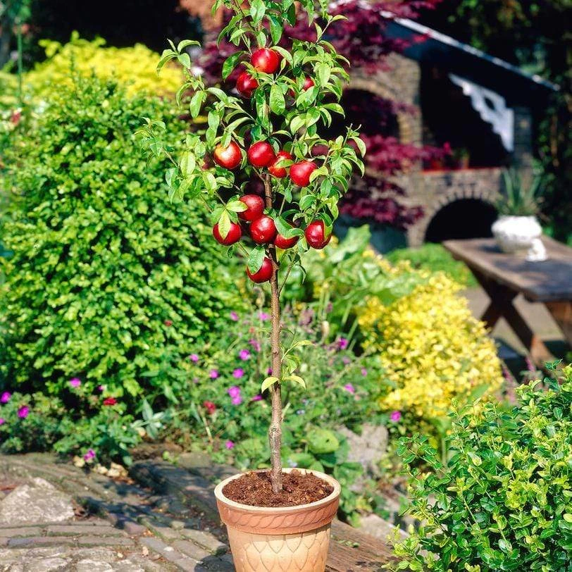 The 3 Best Fruits To Grow In Pots | Nectarine, Fig & Blueberry 2 The 3 Best Fruits To Grow In Pots | Nectarine, Fig & Blueberry - Image 2