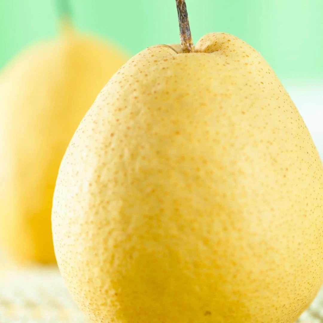 Kumoi' Asian Pear Tree | Nashi Pear 3 Kumoi' Asian Pear Tree | Nashi Pear - Image 3