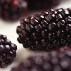 Repsime Mulberry Tree 10 Repsime Mulberry Tree -PlantHaven Store FRU0143 2