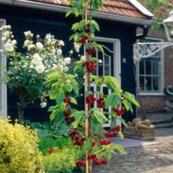 Sunburst Cherry Tree -PlantHaven Store FRU0169 3