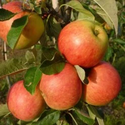 Best Apple Trees For Any Purpose | Growers' Choice -PlantHaven Store FRU0198 1 70978692 a209 4b46 8cbb 530aae2e2b83