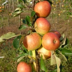 James Grieve Apple Tree | Dwarf Rootstock 8 James Grieve Apple Tree | Dwarf Rootstock -PlantHaven Store FRU0198 2