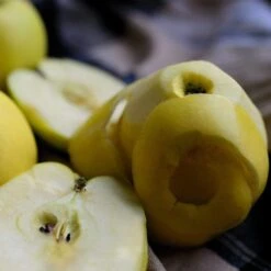 Herefordshire Russet Apple Tree -PlantHaven Store FRU0200 2