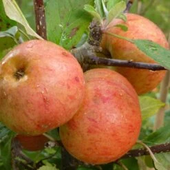 Sunset Apple Tree 7 Sunset Apple Tree -PlantHaven Store FRU0204 2