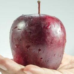 Spartan Apple Tree -PlantHaven Store FRU0207 1