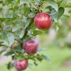 Spartan Apple Tree -PlantHaven Store FRU0207 2