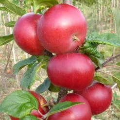 Red Devil Apple Tree 6 Red Devil Apple Tree -PlantHaven Store FRU0213 2