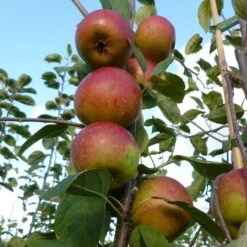 Laxton's Superb Apple Tree -PlantHaven Store FRU0215 2