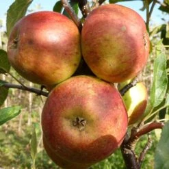 Laxton's Superb Apple Tree -PlantHaven Store FRU0215 3