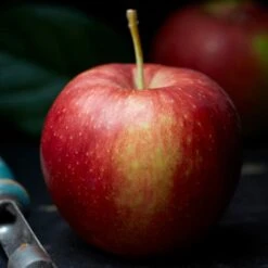 Jonagold Apple Tree 6 Jonagold Apple Tree -PlantHaven Store FRU0219 2