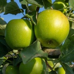 Granny Smith Apple Tree