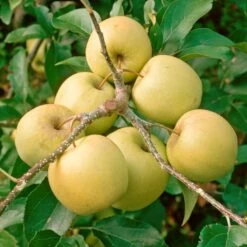 Golden Delicious Apple Tree -PlantHaven Store FRU0228 2