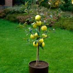 Golden Delicious Apple Tree -PlantHaven Store FRU0228 3