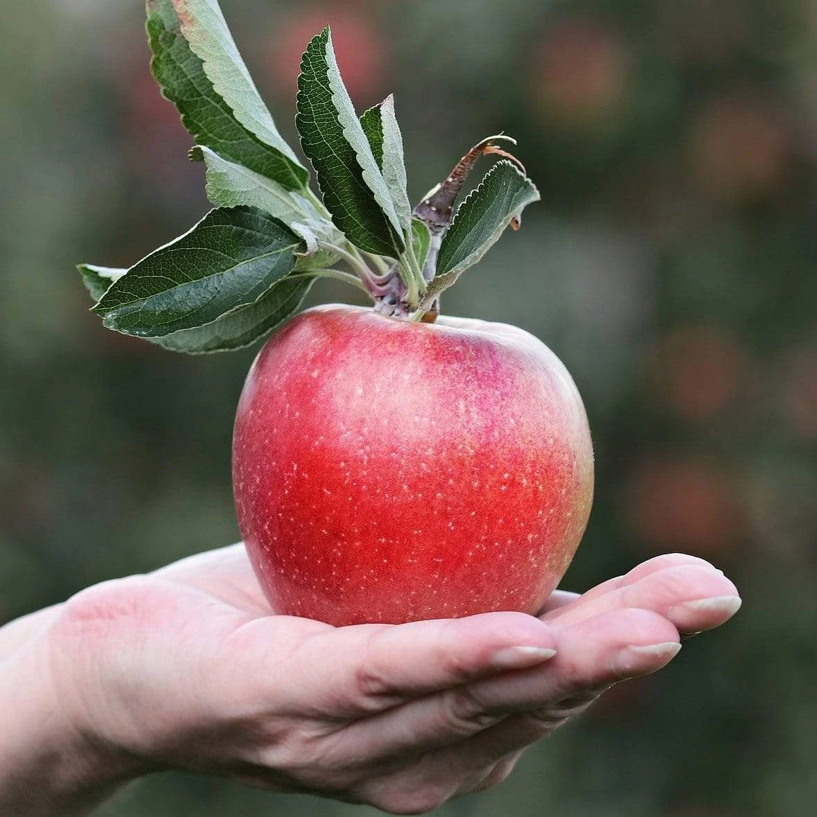 Gala Apple Tree 1 Gala Apple Tree