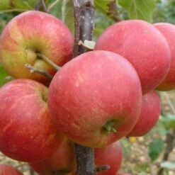 Elstar Apple Tree -PlantHaven Store FRU0239 2
