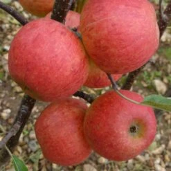 Elstar Apple Tree -PlantHaven Store FRU0239 3