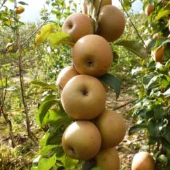 Best Apple Trees For Any Purpose | Growers' Choice -PlantHaven Store FRU0241 1 c43ea40e e824 4bf5 b169 8efa7582996d