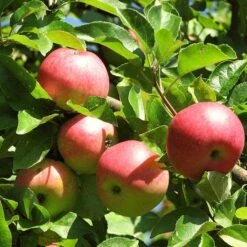 Best Apple Trees For Any Purpose | Growers' Choice -PlantHaven Store FRU0242 4 c500f52f b719 4fa0 ab61 312d2fff07b4