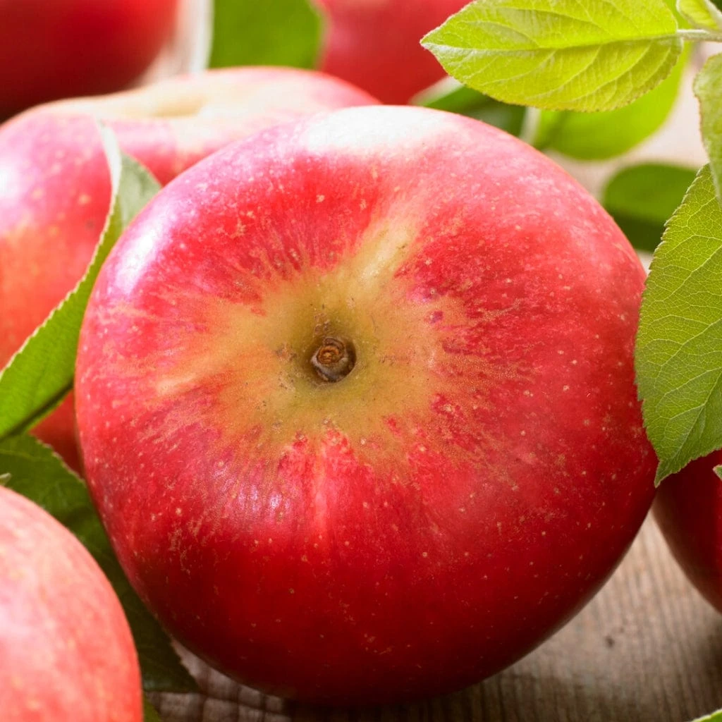 'Discovery' Semi-Dwarf Apple Tree 7 'Discovery' Semi-Dwarf Apple Tree - Image 7