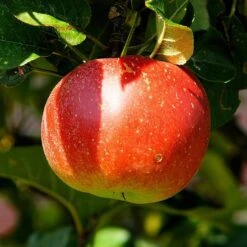 Cross-Pollinating Apple Collection | Bramley, Gala & Discovery 13 Cross-Pollinating Apple Collection | Bramley, Gala & Discovery -PlantHaven Store FRU0243 2 538669d9 655b 4465 bbf2 b20b42c56acb