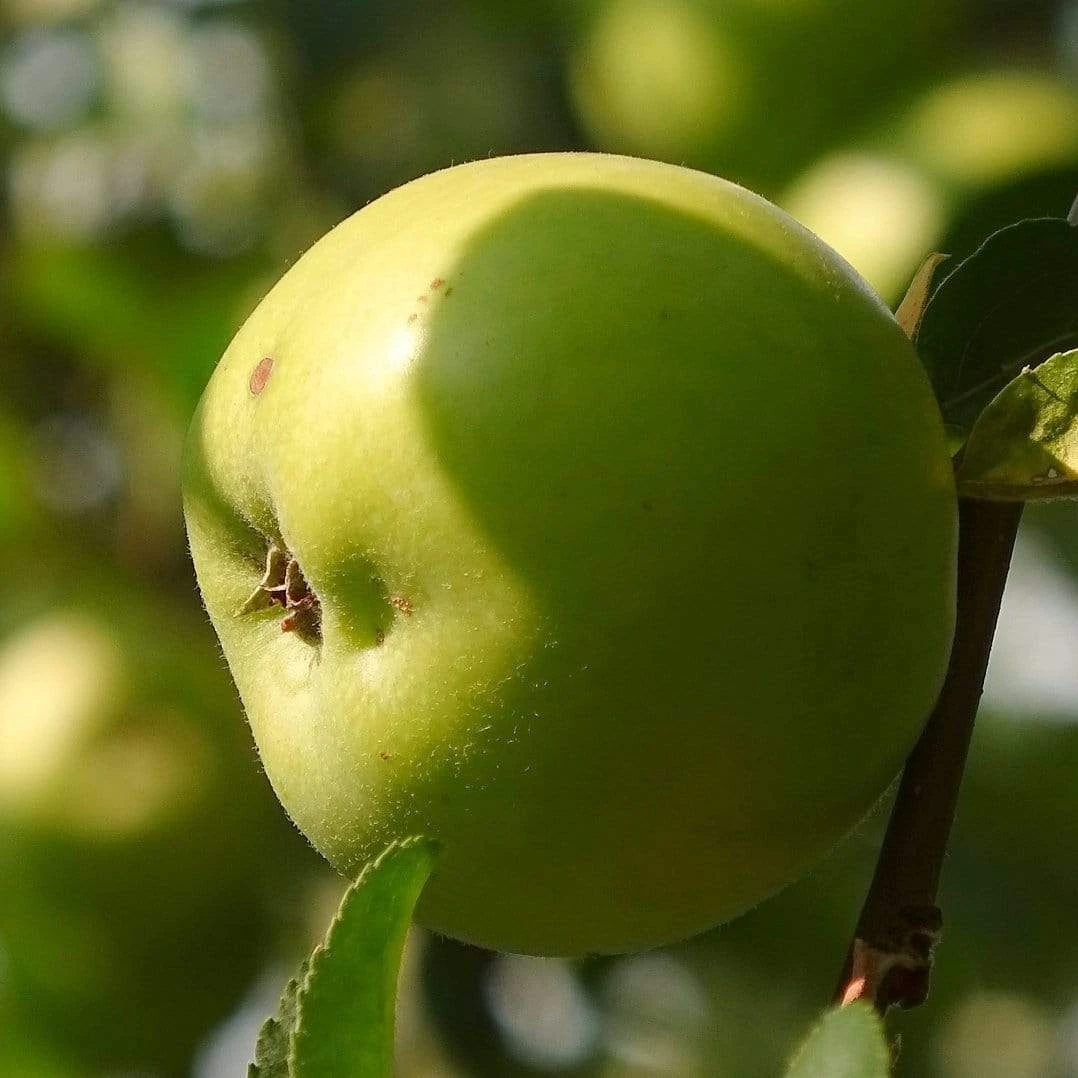 Bramley's Seedling Apple Tree 4 Bramley's Seedling Apple Tree - Image 4