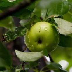 Cross-Pollinating Apple Collection | Bramley, Gala & Discovery 16 Cross-Pollinating Apple Collection | Bramley, Gala & Discovery -PlantHaven Store FRU0258 2 415ded96 6bc5 48a8 aecf 81de45f4f65c