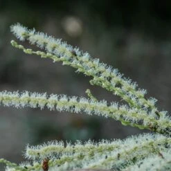 Chestnut Tree | Castanea Sativa -PlantHaven Store FRU0273 2
