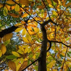 Chestnut Tree | Castanea Sativa -PlantHaven Store FRU0273 3