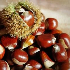 Chestnut Tree | Castanea Sativa -PlantHaven Store FRU0273 5