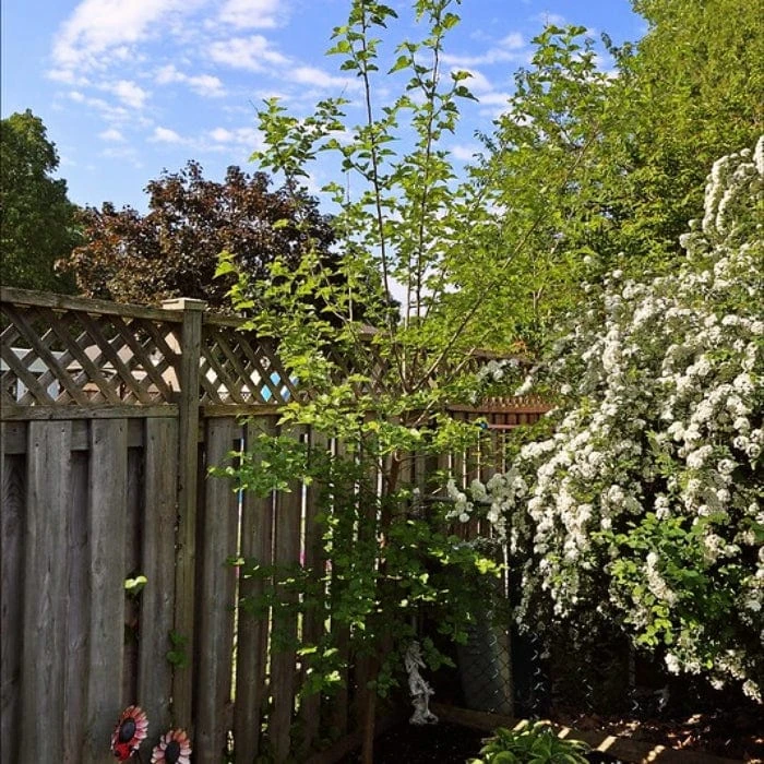 'King James' Mulberry Tree | Morus Nigra 1 'King James' Mulberry Tree | Morus Nigra