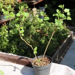 'King James' Mulberry Tree | Morus Nigra 10 'King James' Mulberry Tree | Morus Nigra -PlantHaven Store FRU0380 3