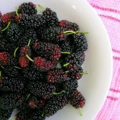 'King James' Mulberry Tree | Morus Nigra 13 'King James' Mulberry Tree | Morus Nigra -PlantHaven Store FRU0380 4