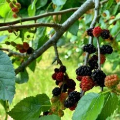 'King James' Mulberry Tree | Morus Nigra 12 'King James' Mulberry Tree | Morus Nigra -PlantHaven Store FRU0380 5