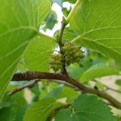 'King James' Mulberry Tree | Morus Nigra 11 'King James' Mulberry Tree | Morus Nigra -PlantHaven Store FRU0380 7