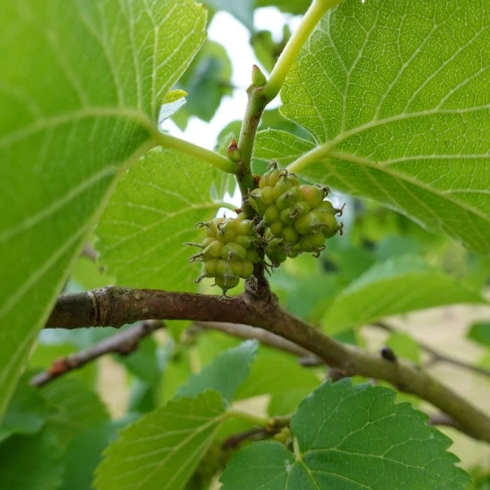 'King James' Mulberry Tree | Morus Nigra 4 'King James' Mulberry Tree | Morus Nigra - Image 4
