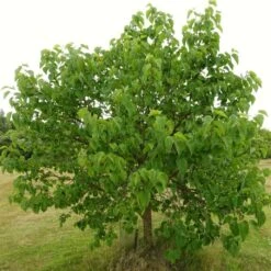 'King James' Mulberry Tree | Morus Nigra 14 'King James' Mulberry Tree | Morus Nigra -PlantHaven Store FRU0380 8