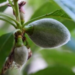 'Sultane' Almond Tree | Prunus Dulcis -PlantHaven Store FRU0384 4