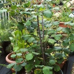 'Webb's Prize' Cobnut Tree | Corylus Avellana 8 'Webb's Prize' Cobnut Tree | Corylus Avellana -PlantHaven Store FRU0389 4