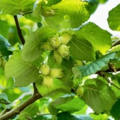 A Completely Edible Hedge | 3/5/10/20m Packs 15 A Completely Edible Hedge | 3/5/10/20m Packs -PlantHaven Store FRU0395 1 71188b30 7433 4fb5 9094 d438602f6b86