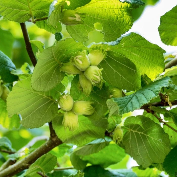 A Completely Edible Hedge | 3/5/10/20m Packs 4 A Completely Edible Hedge | 3/5/10/20m Packs - Image 4