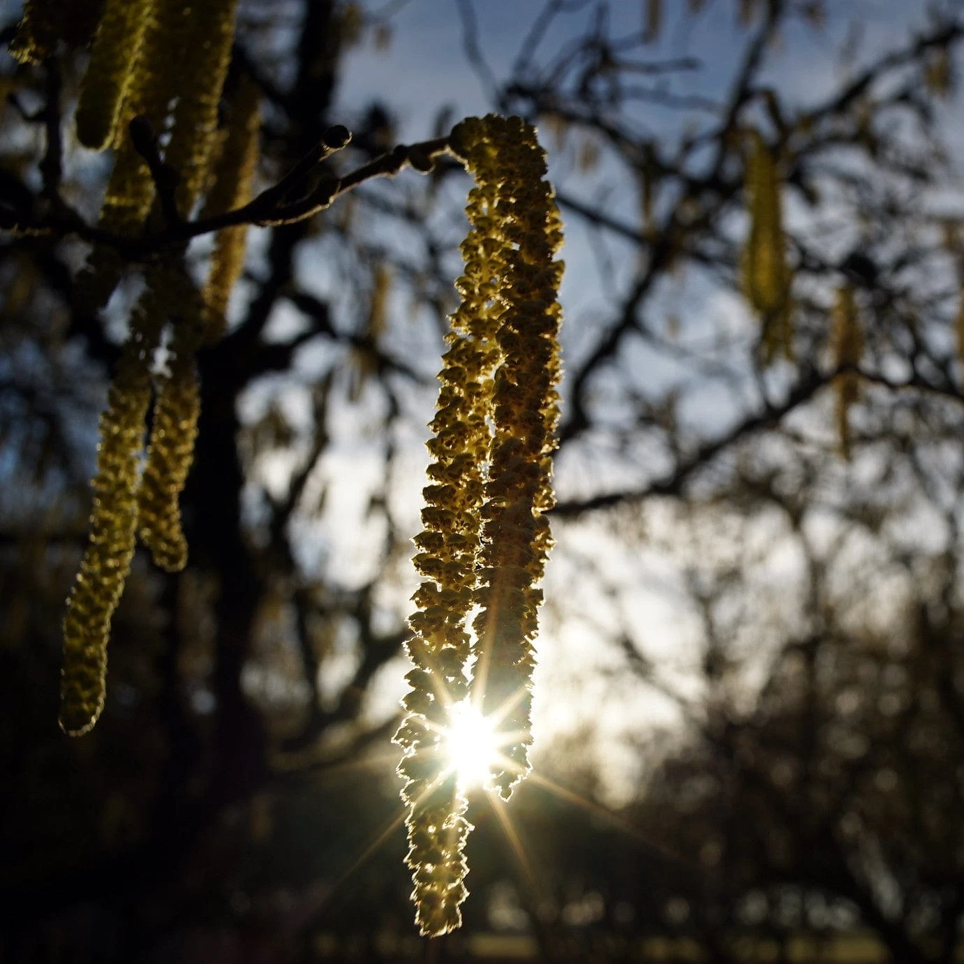 'Pearson's Prolific' / 'Nottingham Early' Filbert Tree 2 'Pearson's Prolific' / 'Nottingham Early' Filbert Tree - Image 2