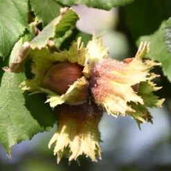 'Pearson's Prolific' / 'Nottingham Early' Filbert Tree 7 'Pearson's Prolific' / 'Nottingham Early' Filbert Tree -PlantHaven Store FRU0398 3