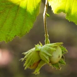 'Pearson's Prolific' / 'Nottingham Early' Filbert Tree 8 'Pearson's Prolific' / 'Nottingham Early' Filbert Tree -PlantHaven Store FRU0398 4