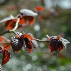 'Purpurea' Filbert Tree | Purple Filbert Tree -PlantHaven Store FRU0401 4
