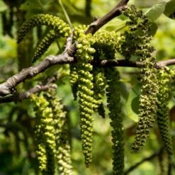 Walnut Tree | Juglans Regia 7 Walnut Tree | Juglans Regia -PlantHaven Store FRU0410 3