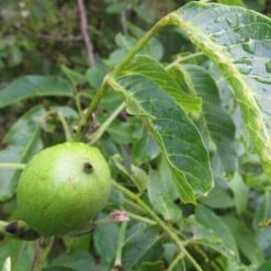 Walnut Tree | Juglans Regia 8 Walnut Tree | Juglans Regia -PlantHaven Store FRU0410 4